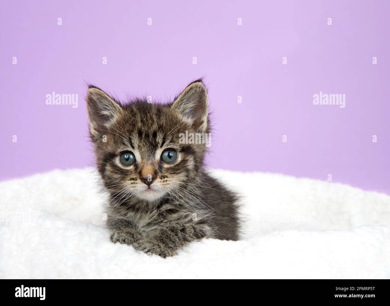 Entzückendes schwarz-braunes und braunbaby gestromtem Kätzchen auf einer Schaffelldecke, das den Betrachter ansieht. Violetter Hintergrund mit Kopierbereich. Stockfoto
