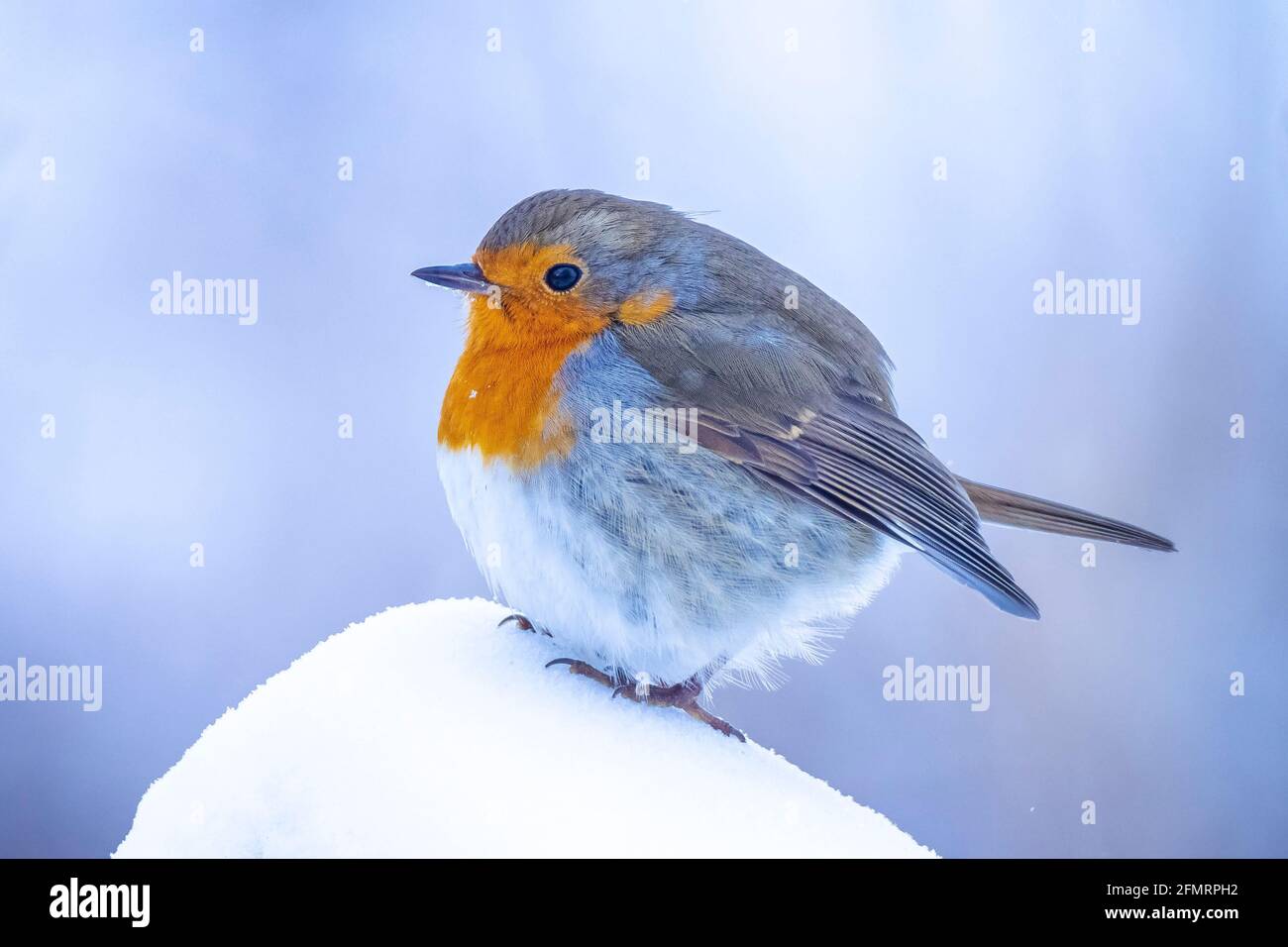 Europäischer Rotkehlchen Erithacus rubecula Futter im Schnee, schöne kalte Winter Einstellung Stockfoto