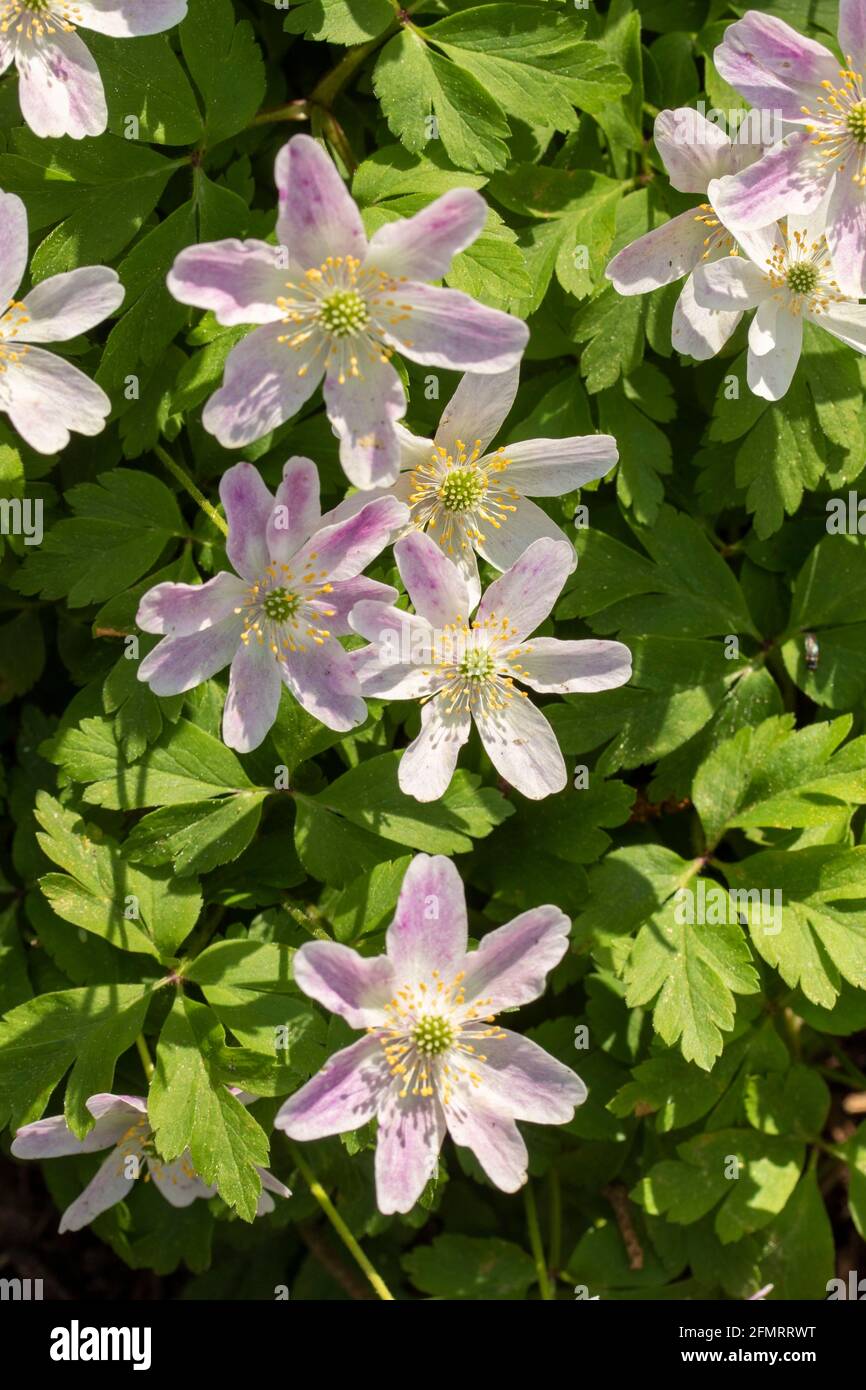 Holzanemone (Anemone nemoros) blüht in warmem Frühlingssonne Stockfoto