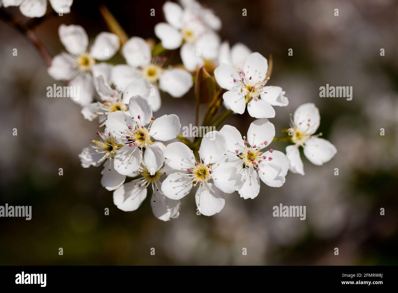 Asiatische Birnenblüten (Pyrus pyrifolia) Stockfoto