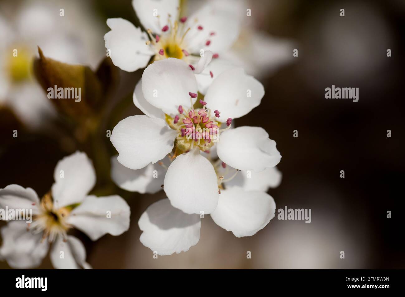 Asiatische Birnenblüten (Pyrus pyrifolia) Stockfoto