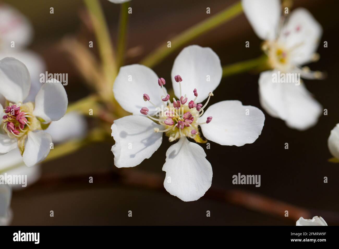 Asiatische Birnenblüten (Pyrus pyrifolia) Stockfoto