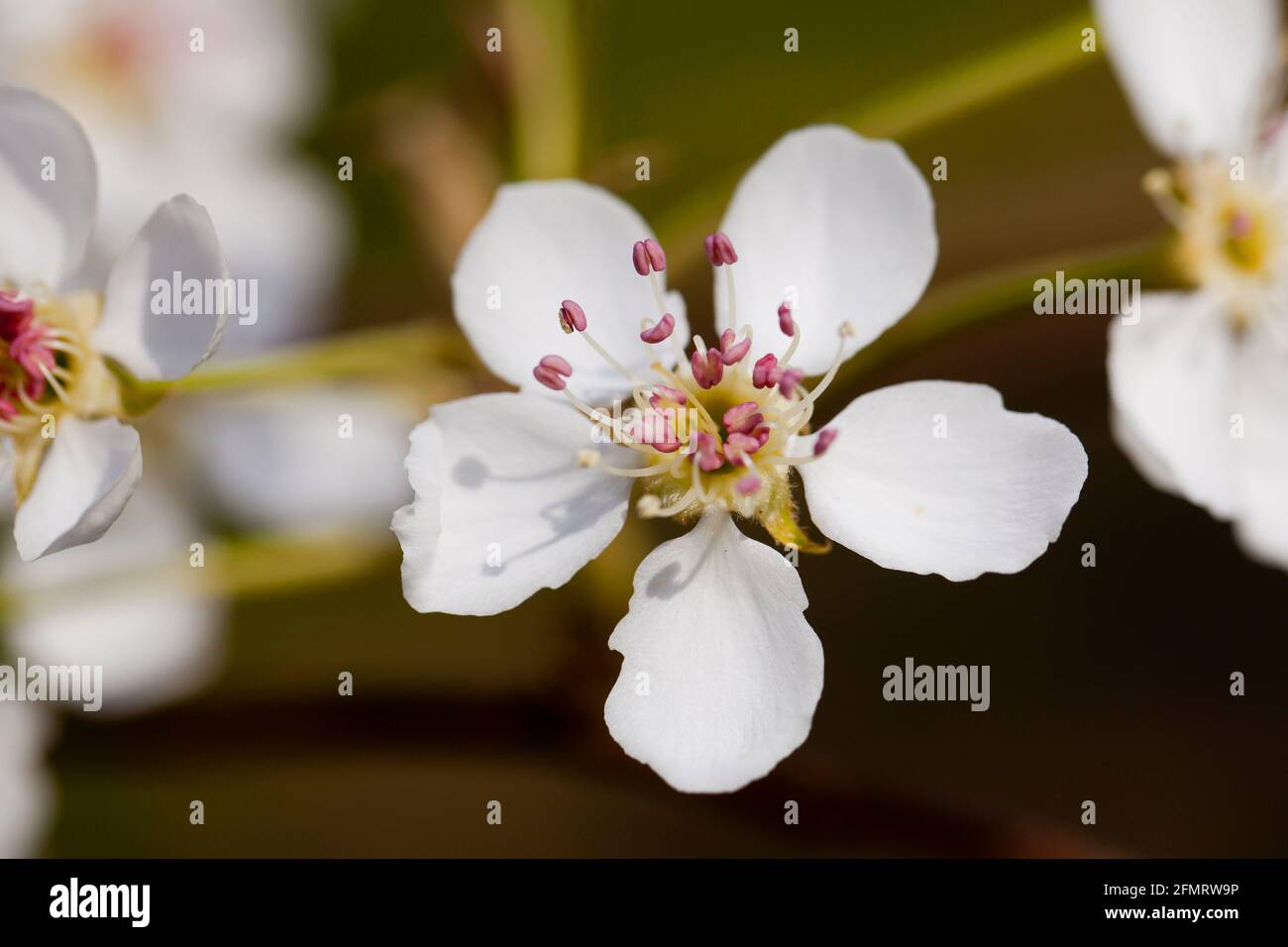 Asiatische Birnenblüten (Pyrus pyrifolia) Stockfoto