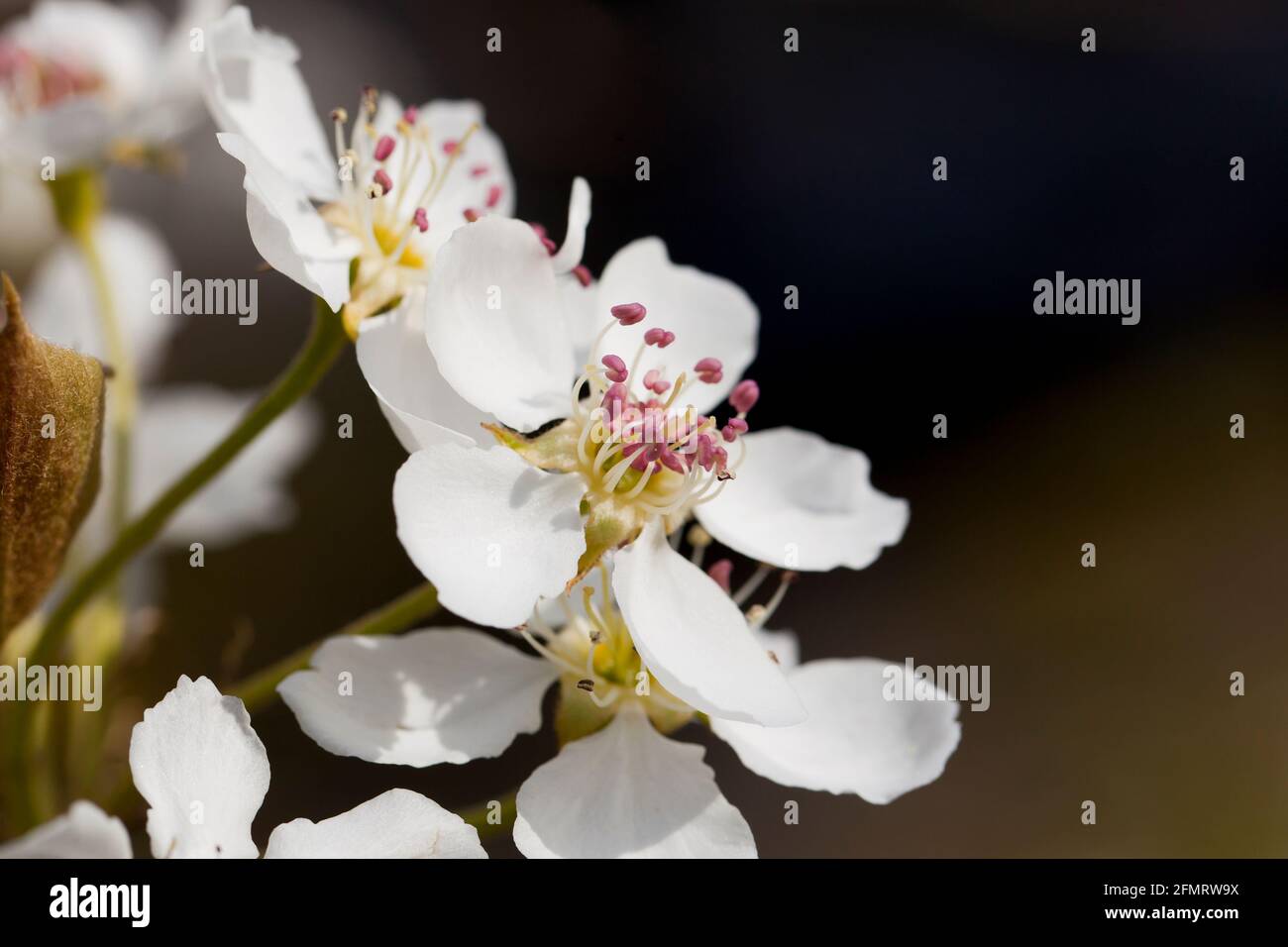 Asiatische Birnenblüten (Pyrus pyrifolia) Stockfoto