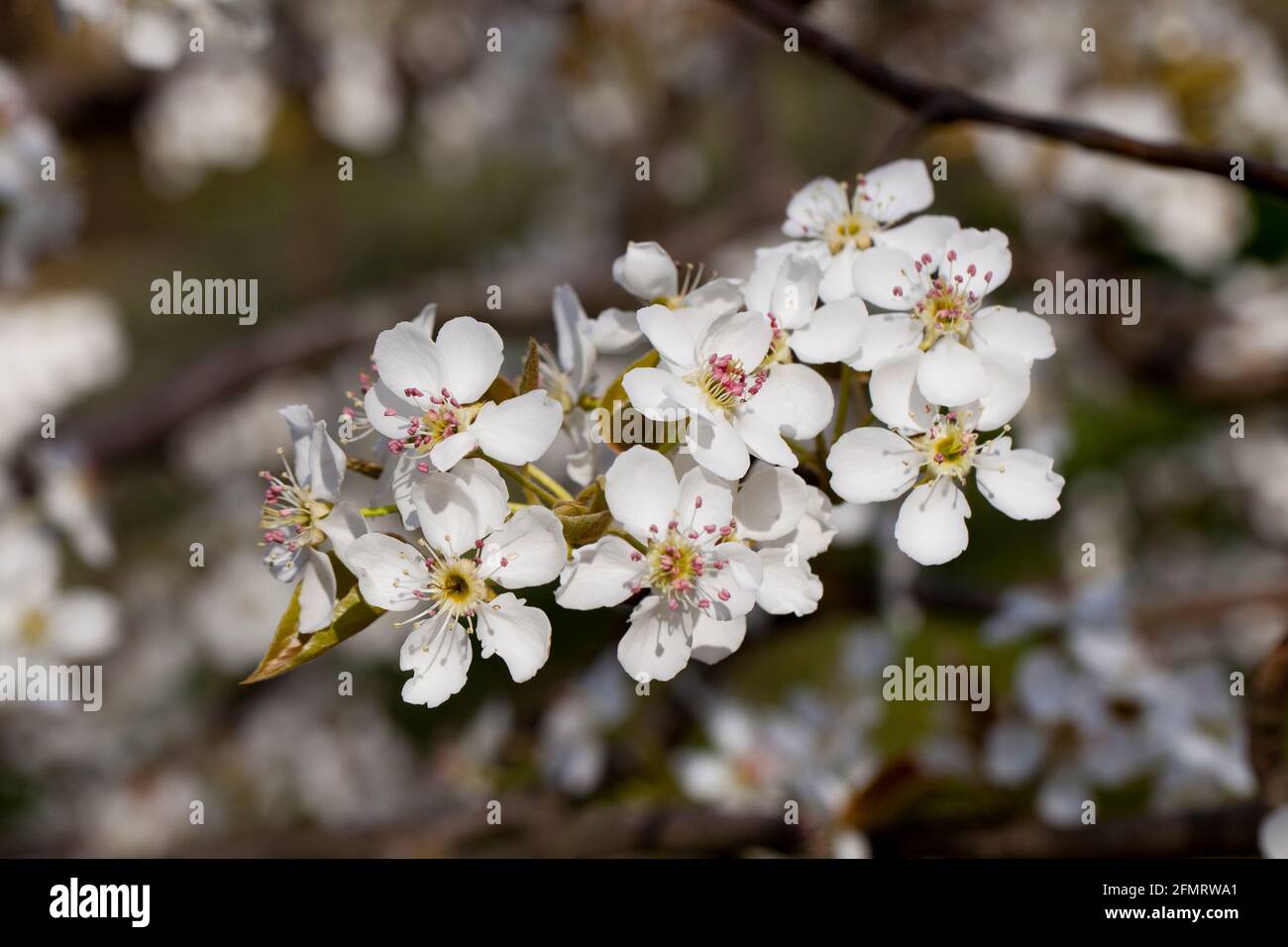 Asiatische Birnenblüten (Pyrus pyrifolia) Stockfoto