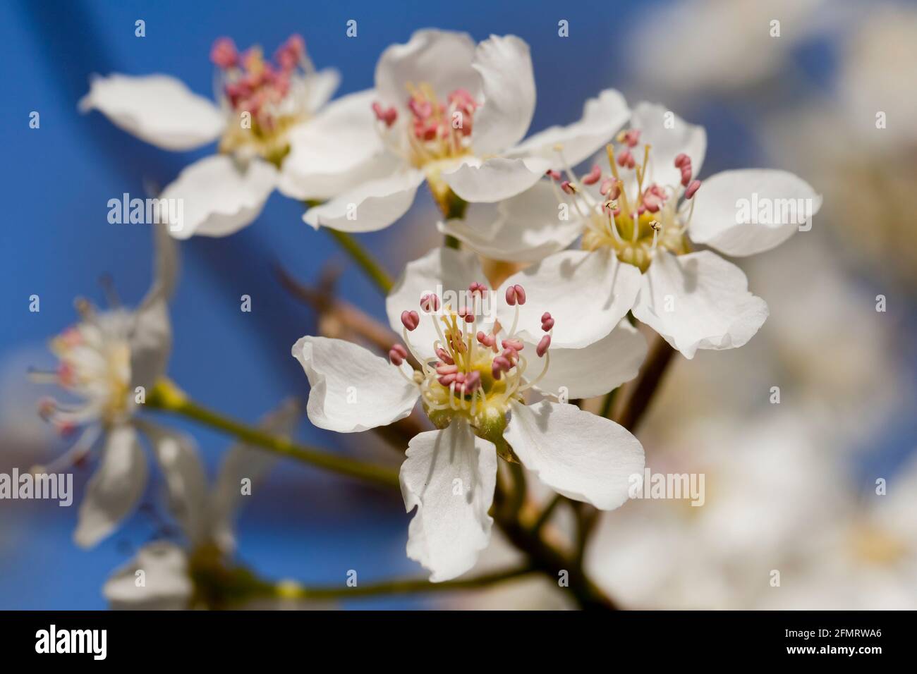 Asiatische Birnenblüten (Pyrus pyrifolia) Stockfoto