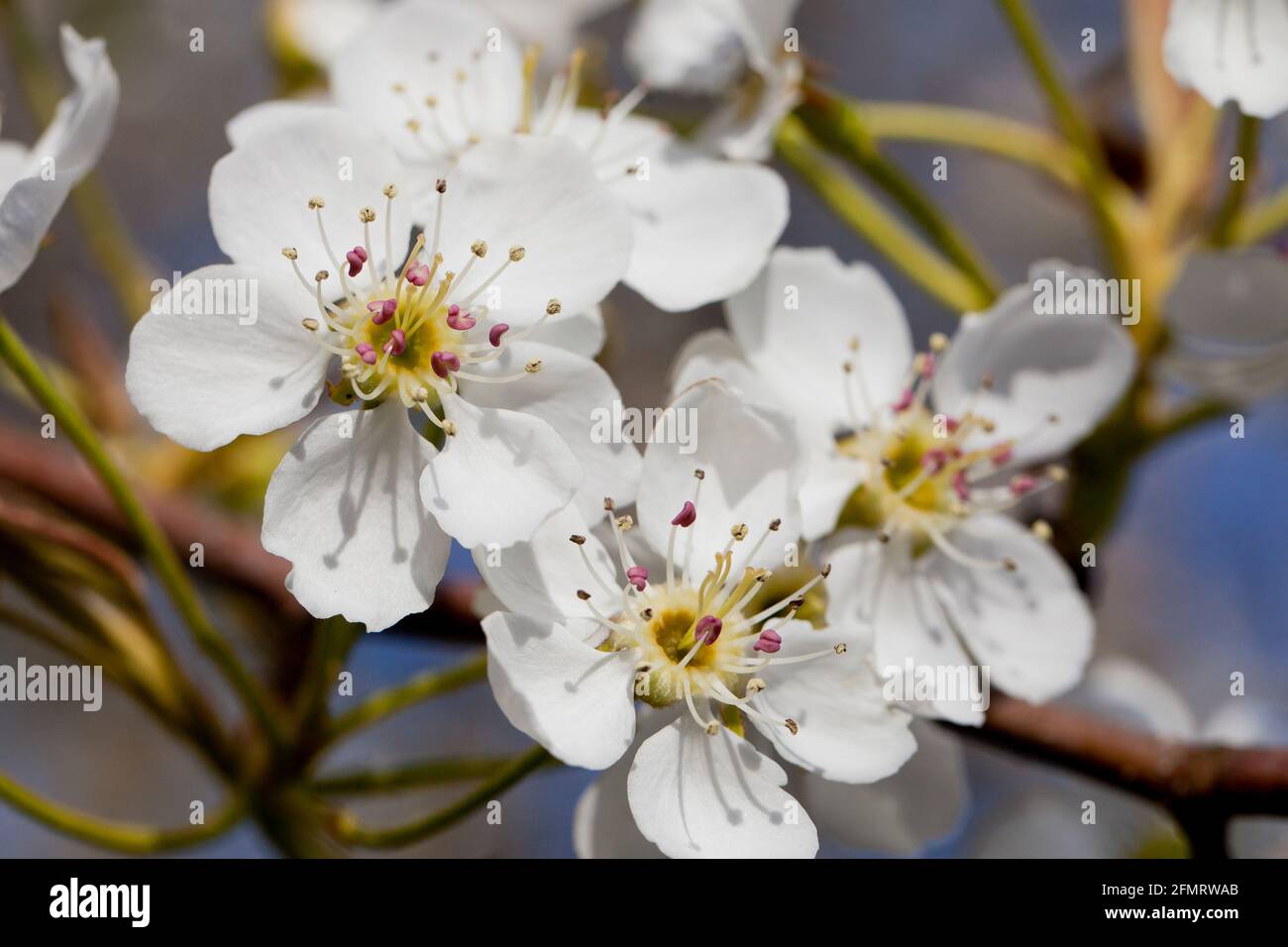 Asiatische Birnenblüten (Pyrus pyrifolia) Stockfoto