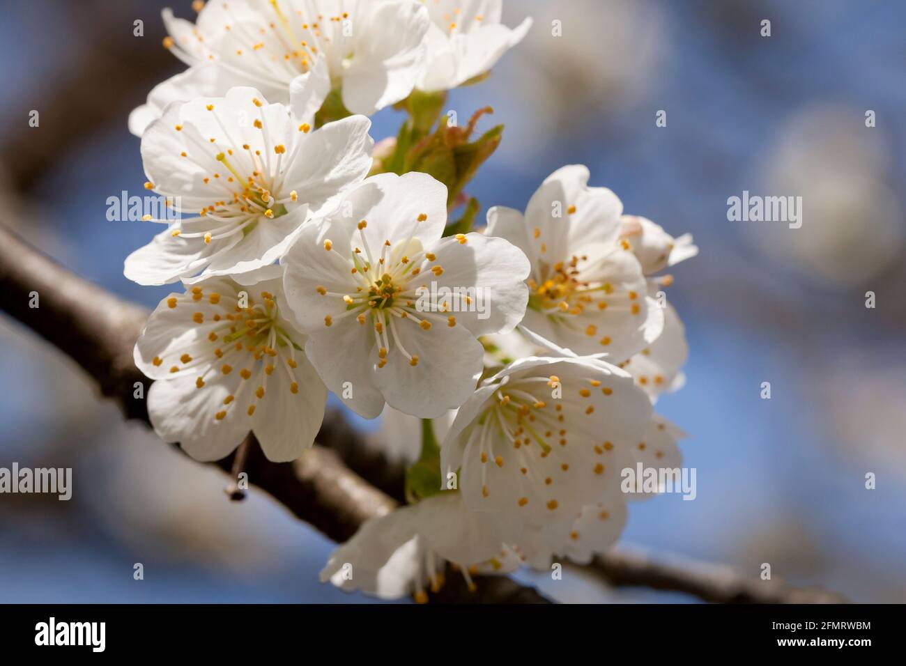 Asiatische Birnenblüten (Pyrus pyrifolia) Stockfoto