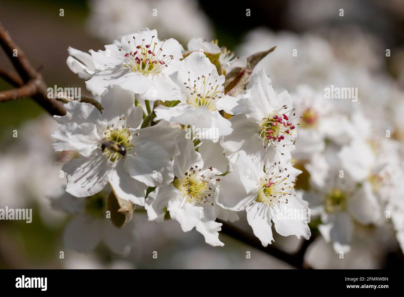 Asiatische Birnenblüten (Pyrus pyrifolia) Stockfoto