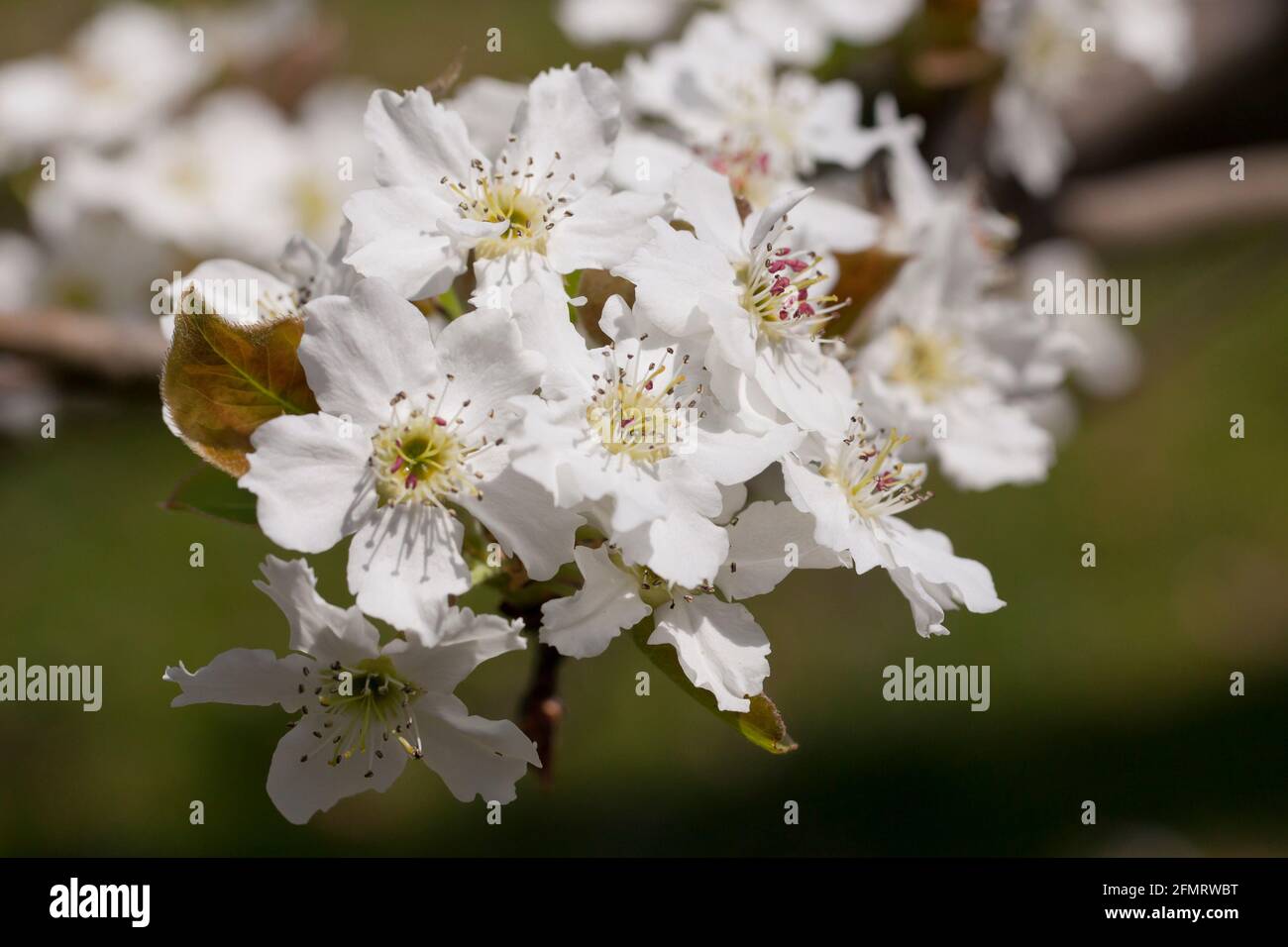 Asiatische Birnenblüten (Pyrus pyrifolia) Stockfoto