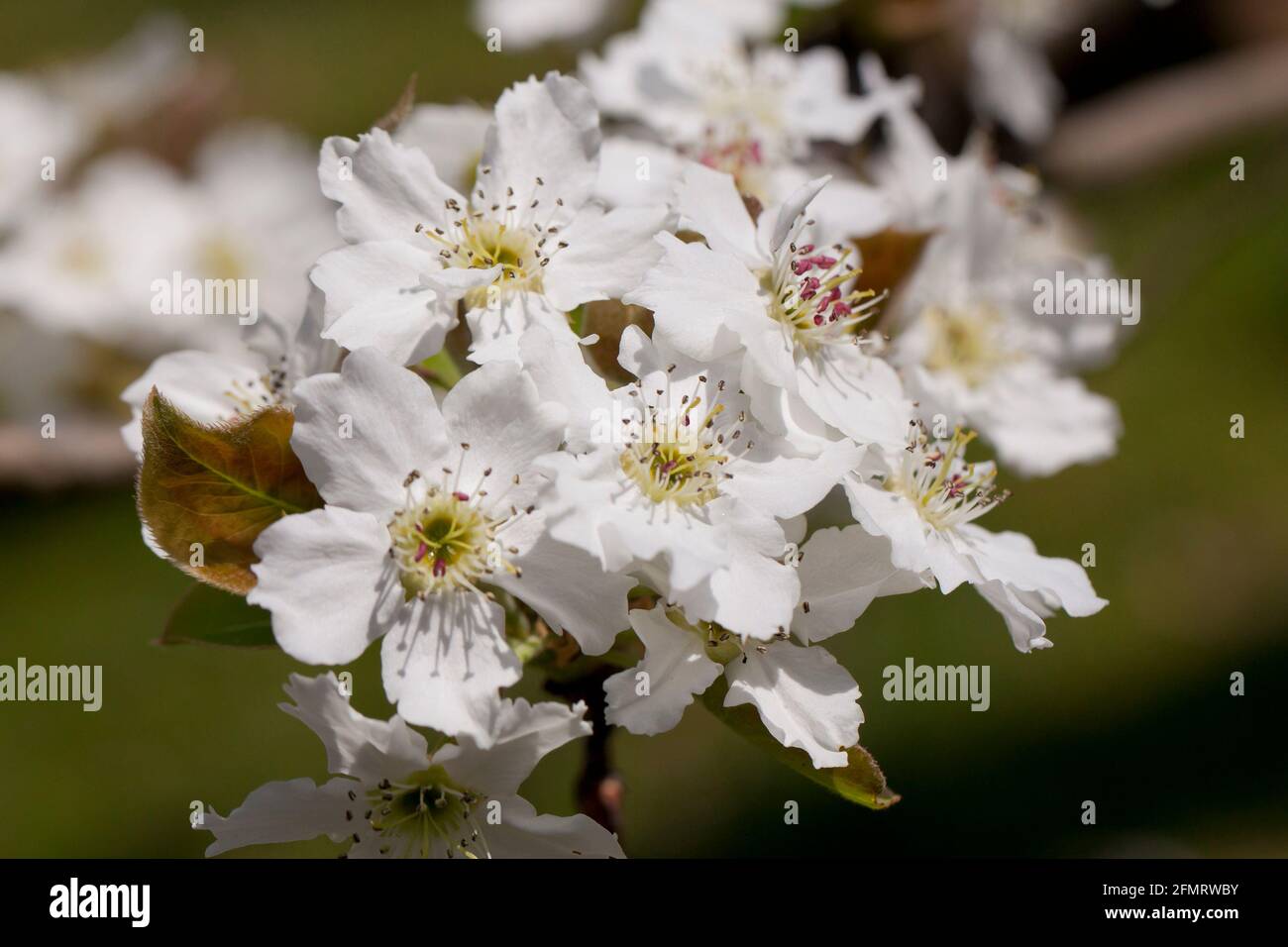 Asiatische Birnenblüten (Pyrus pyrifolia) Stockfoto