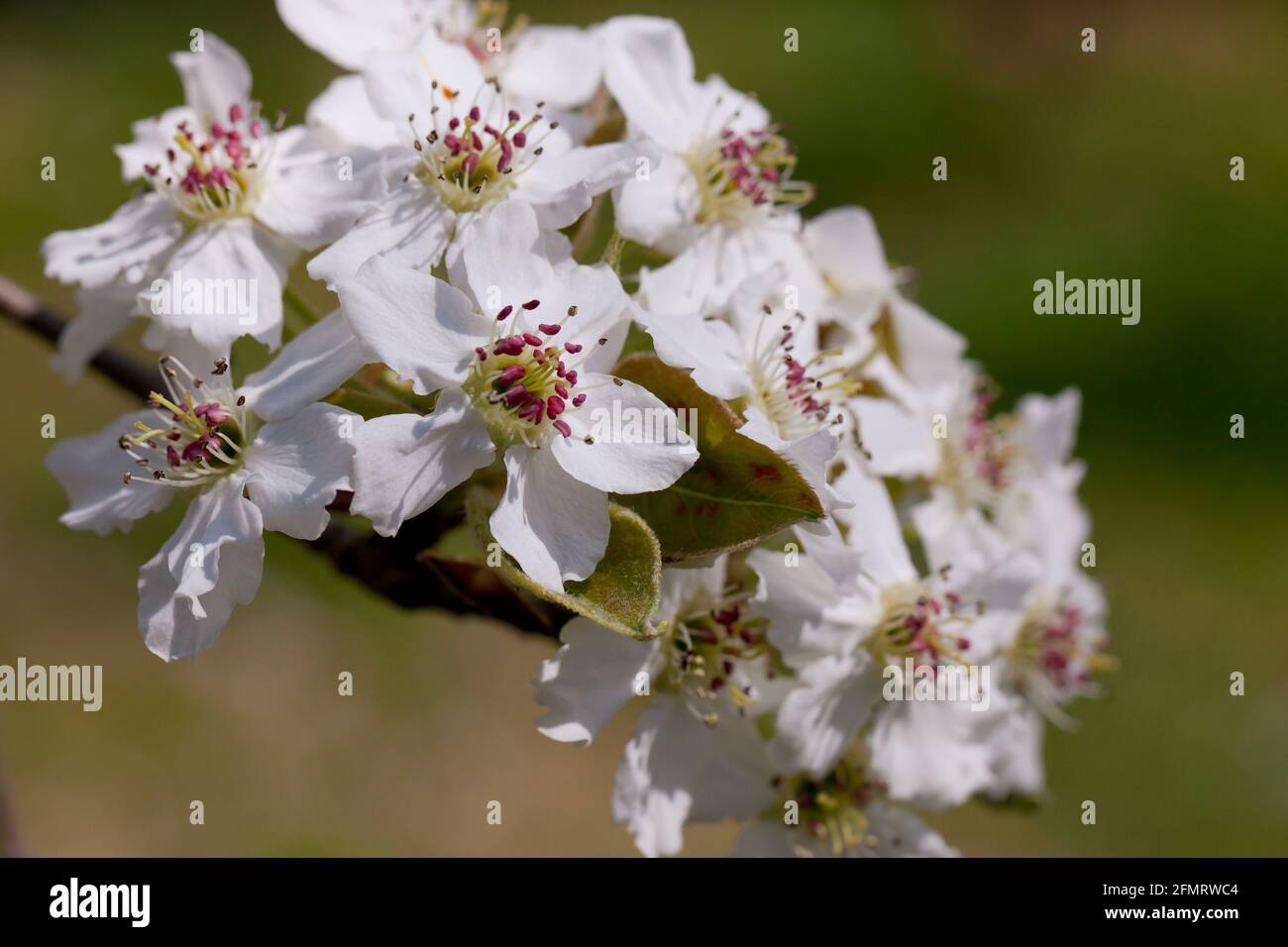 Asiatische Birnenblüten (Pyrus pyrifolia) Stockfoto