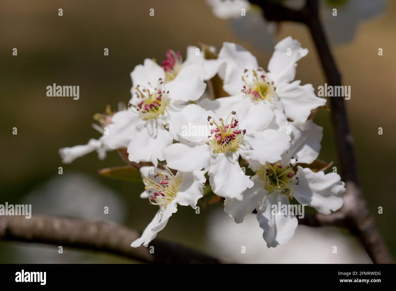 Asiatische Birnenblüten (Pyrus pyrifolia) Stockfoto