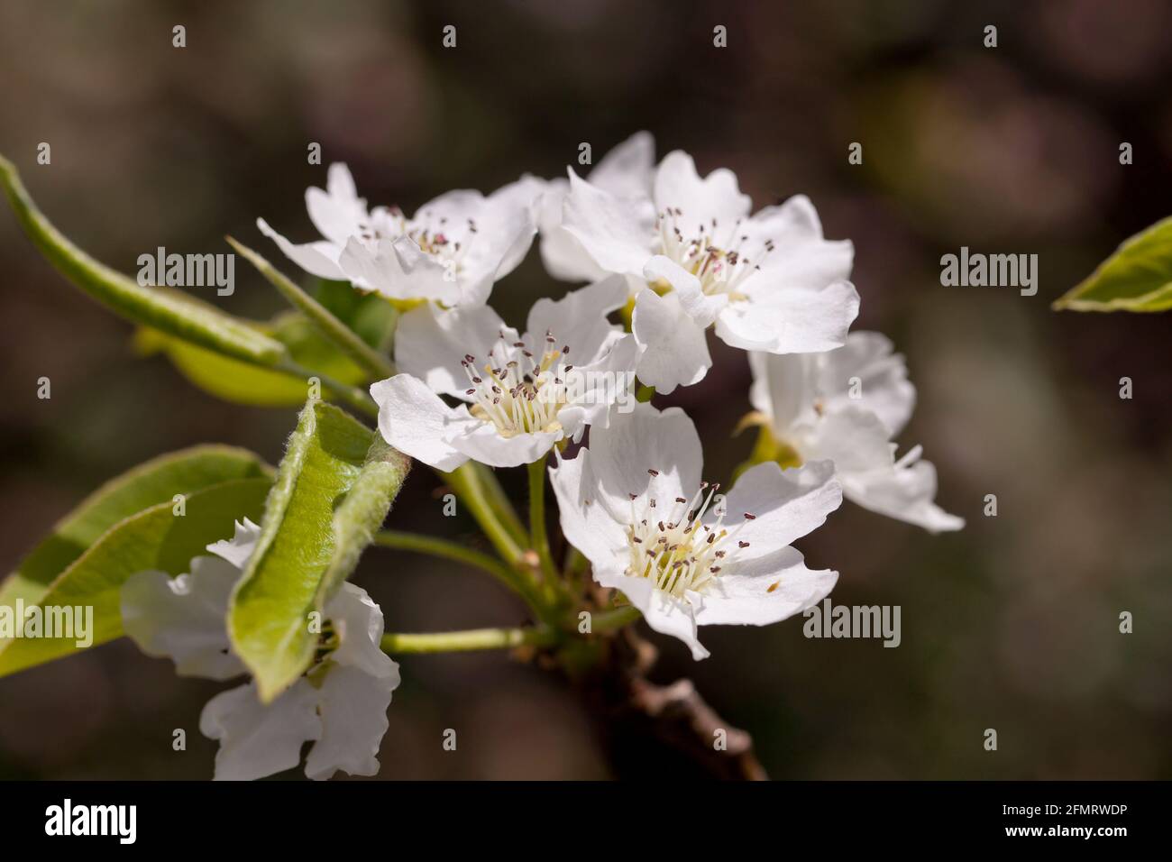 Asiatische Birnenblüten (Pyrus pyrifolia) Stockfoto