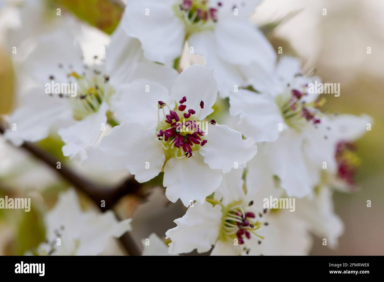 Asiatische Birnenblüten (Pyrus pyrifolia) Stockfoto