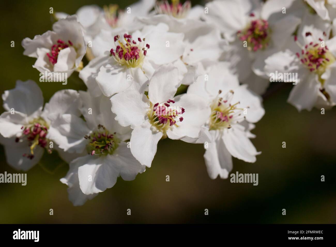 Asiatische Birnenblüten (Pyrus pyrifolia) Stockfoto
