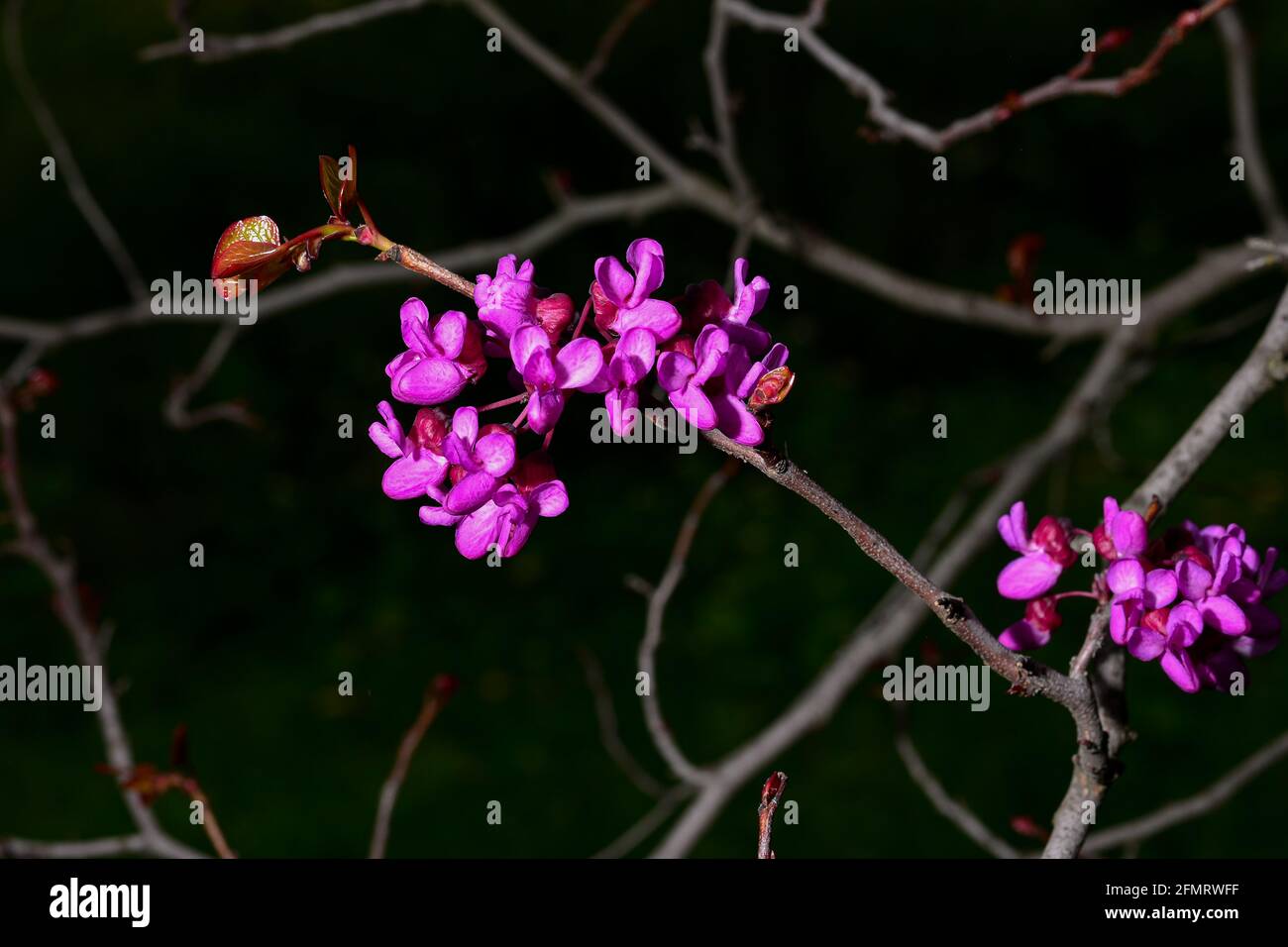 Wunderschöner Frühling. Blühender cercis. Erste blühende Bäume Stockfoto