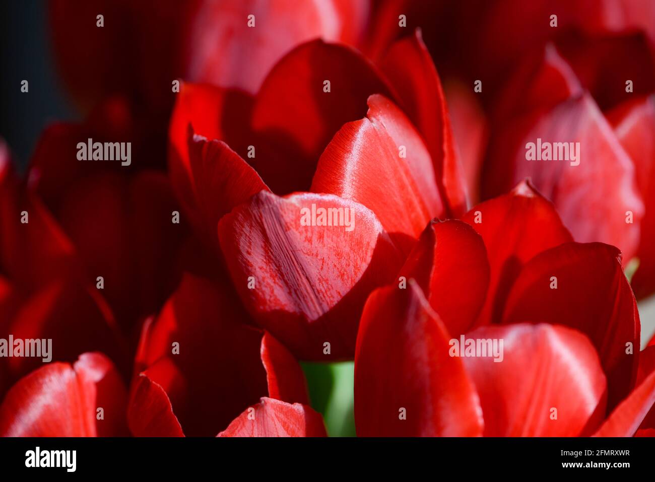 Bouquet von dunkelroten Tulpen. Nahaufnahme. Stockfoto