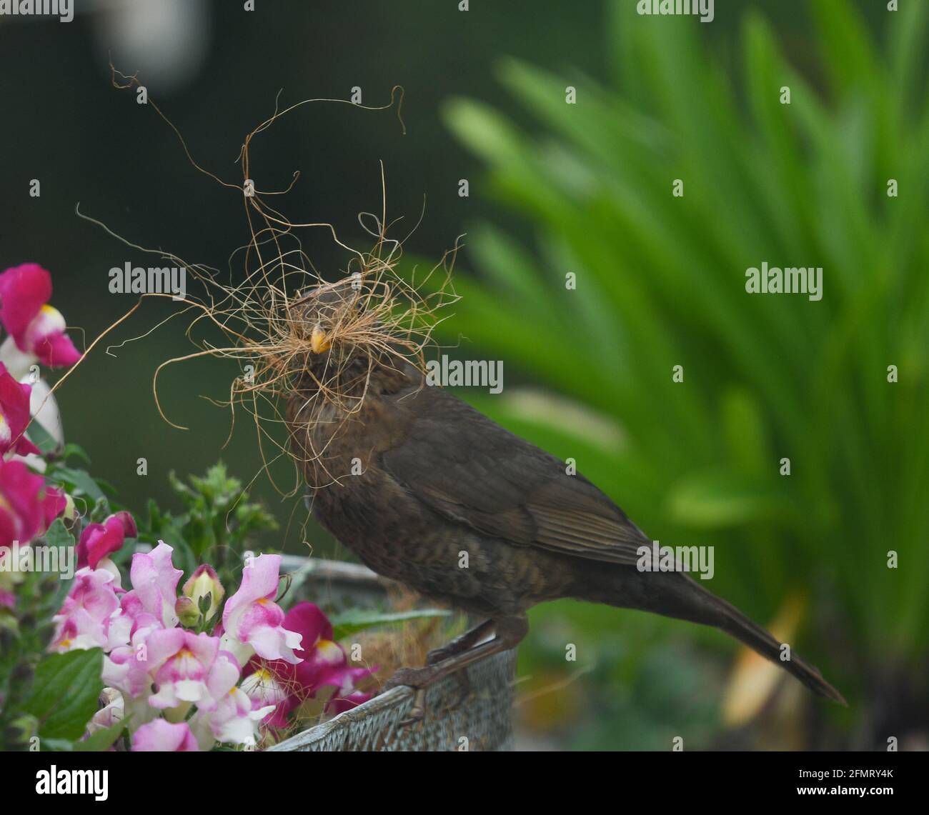 Nestbau für schwarze Vögel Stockfoto