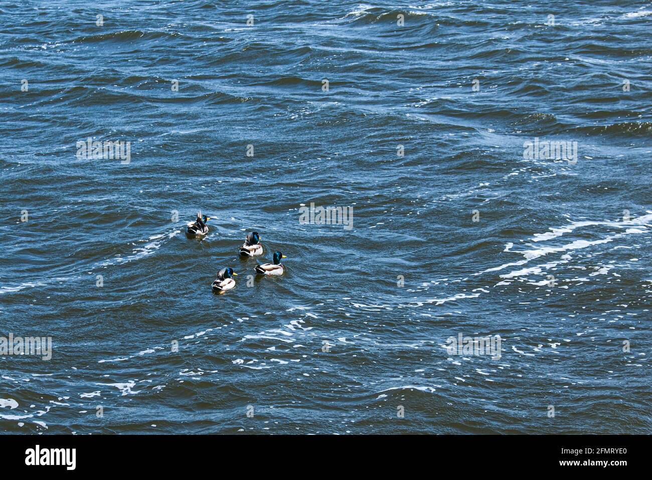 Enten in verschiedenen Farben schweben auf dem Wasser. Starke Winde erzeugen Wellen auf der Oberfläche des Flusses und es ist schwierig für Enten zu schwimmen. Stockfoto