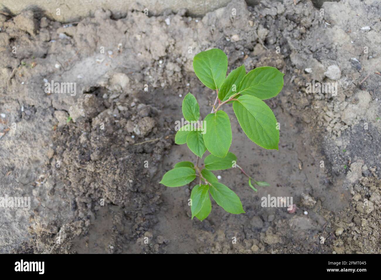 Junge Kiwi arguta - Actinidia. Der winterharte Kiwi, der im Garten wächst. Frische Blätter. Stockfoto