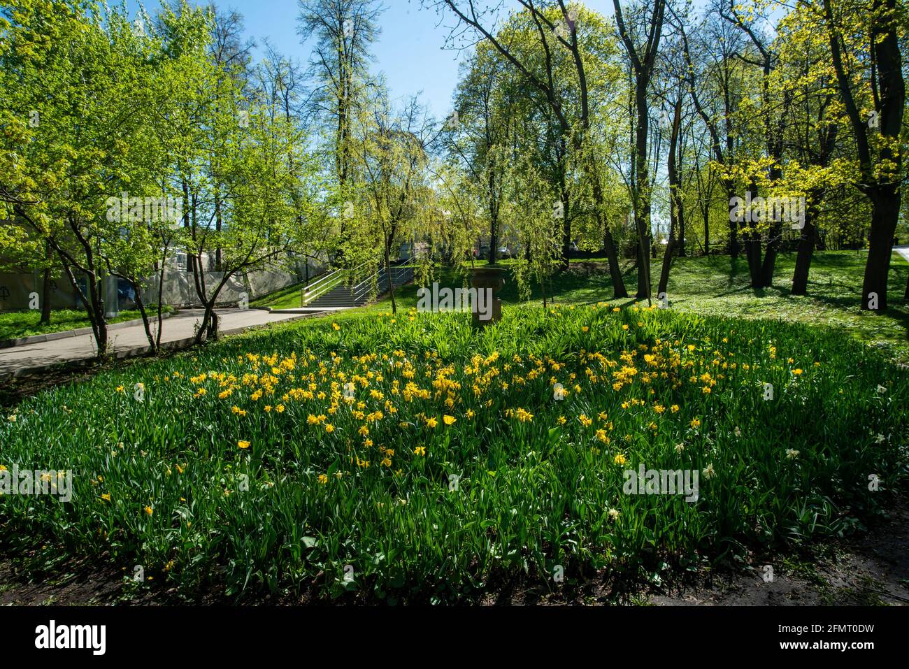 Blumenbeet mit gelben Blumen und Gras und Bäumen in Gorki park - fantastische Natur im Mai in Russland (Nördliches Land) Stockfoto