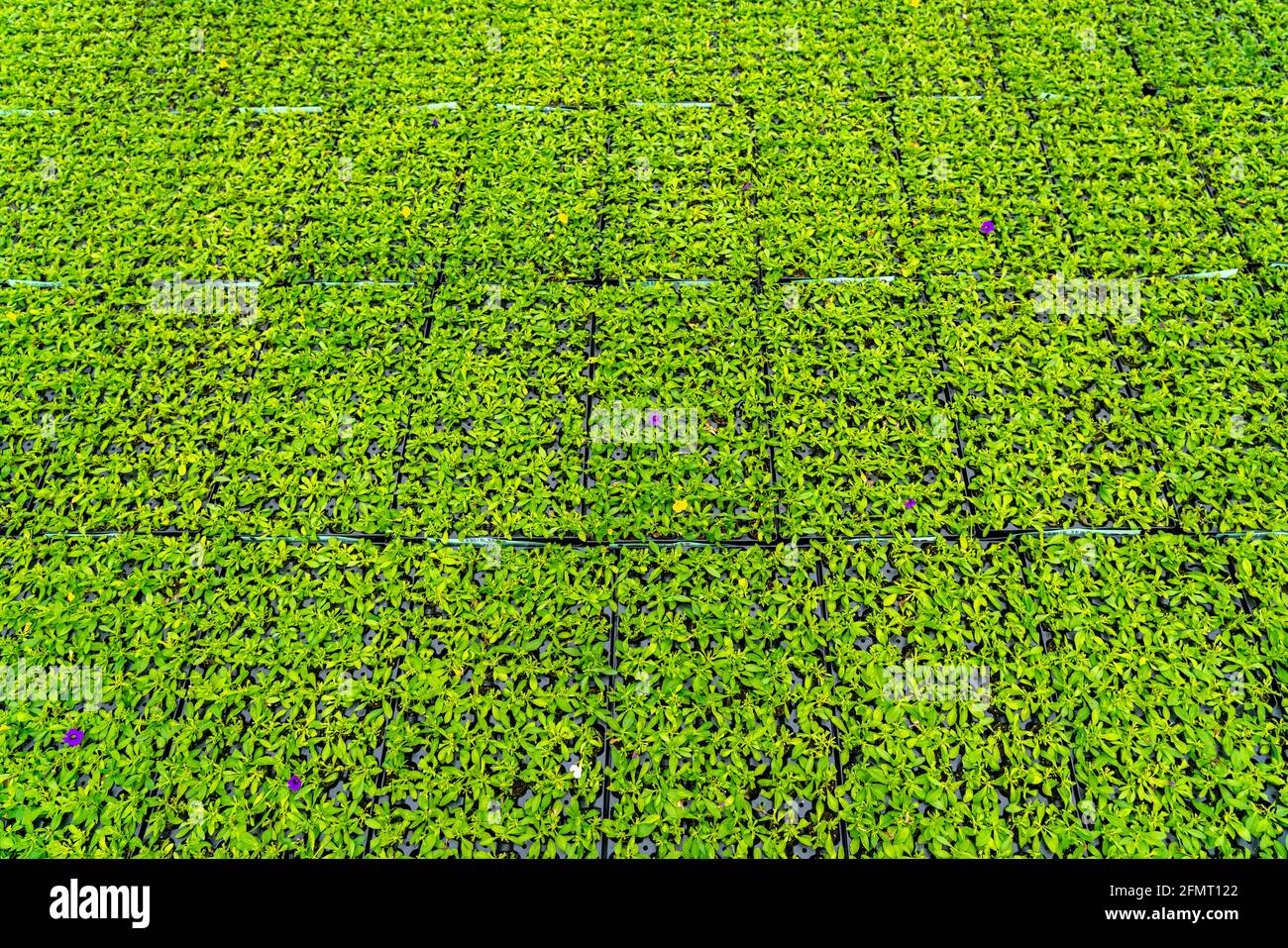 Gartenbau, Gewächshaus, Blumentöpfe, junge Pflanzen, Cape Marguerites, Osteospermum, Grow Up, Straelen, NRW, Deutschland, Stockfoto