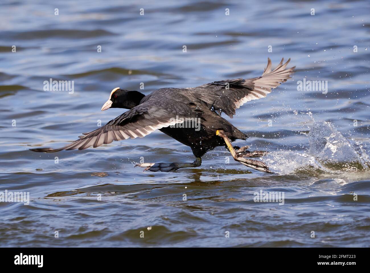 Eurasische Russ läuft auf dem Wasser ( Fulica ATRA ) Stockfoto