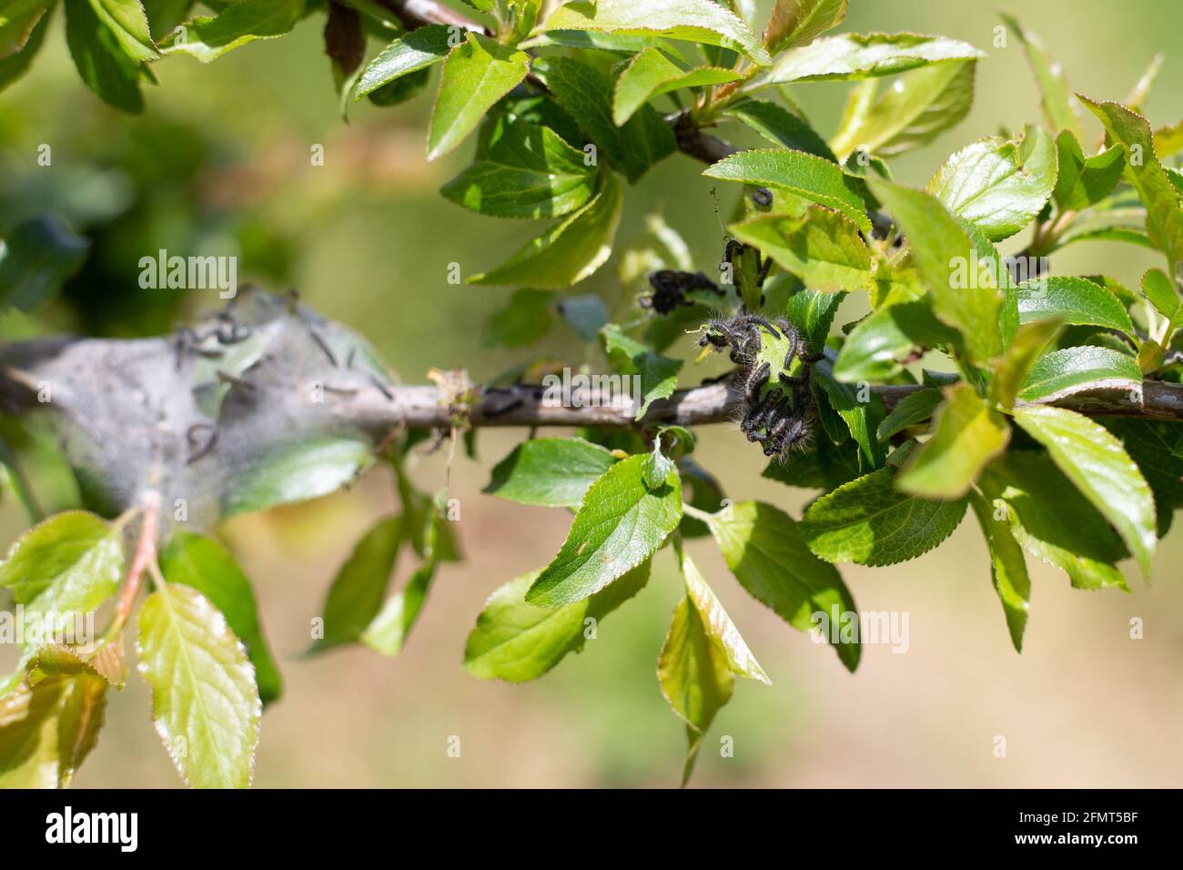 Gartenschädlinge. Das Raupenzelt hat einen Kokon aus Spinnweben auf einem Ast eines Obstbaums eingekokelt. Stockfoto