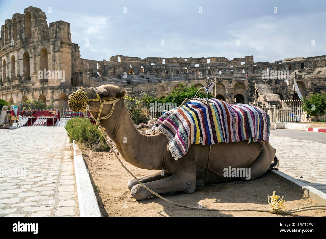 Römisches Amphitheater von El-Jam, kolosseum, Tunesien, mit Nahaufnahme eines Dromedars Stockfoto