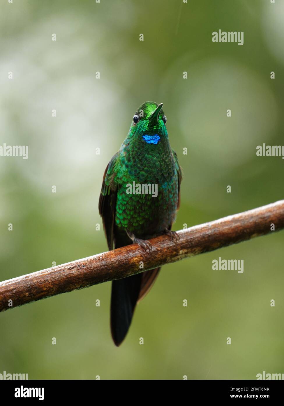 Grün - gekrönte Brillant - Heliodoxa jacula Große, robuste Kolibri, ist ein Bewohner Züchter im Hochland von Costa Rica nach westlichen Ecuador. Stockfoto
