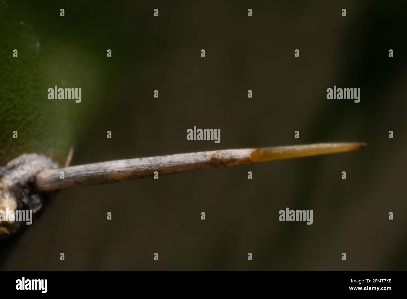 Schmerzhafte große Kaktusnadel Makrofotografie Stockfoto
