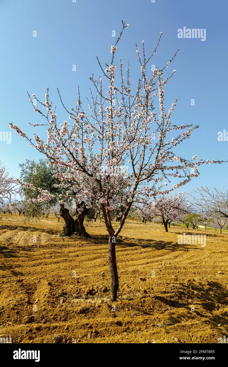 Weiße Kirschblüten auf dem Baum Stockfotografie - Alamy