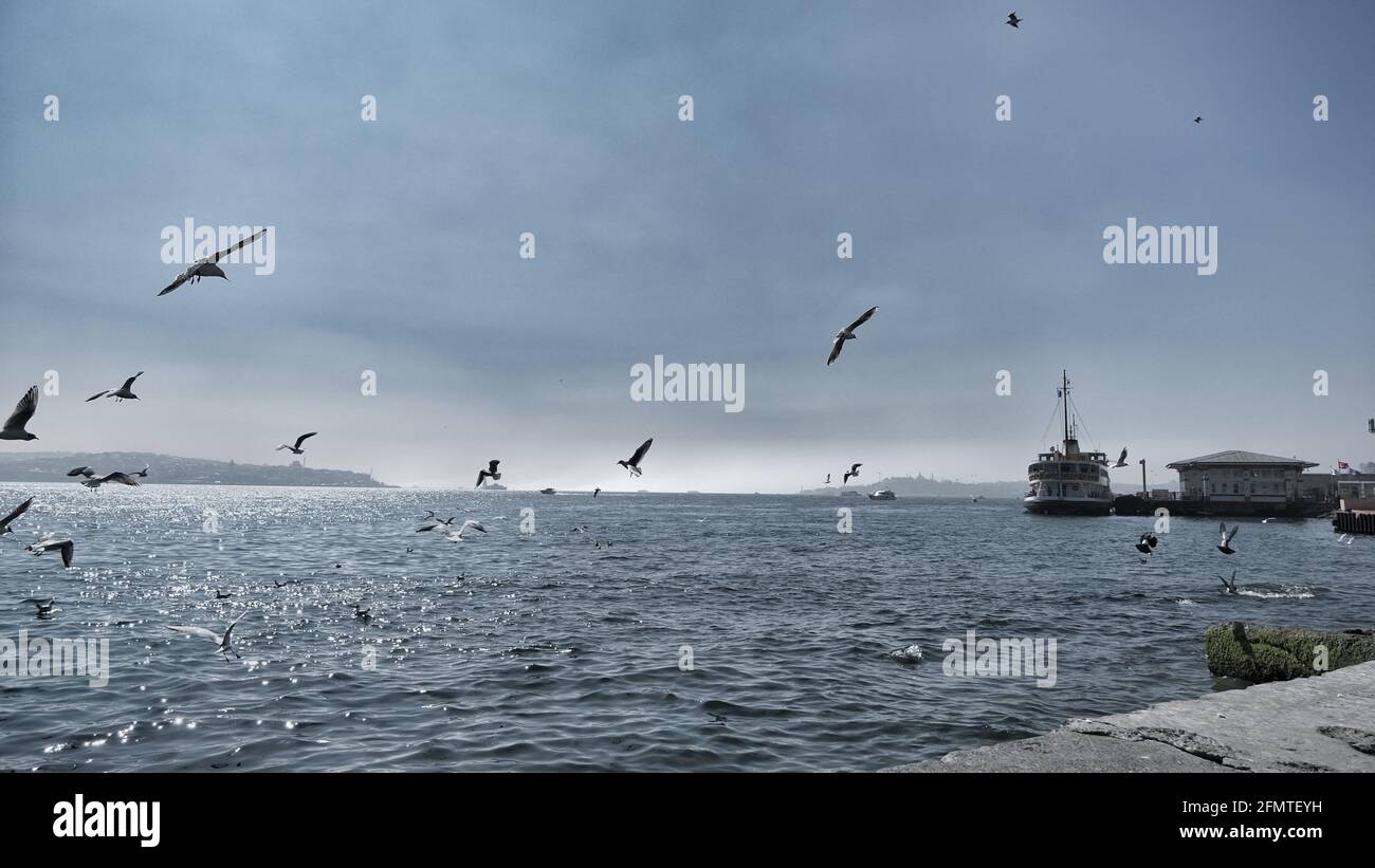 Binnenschiff und Fähre in istanbul bosporus früh am Morgen mit Möwen und Vögeln auf türkisfarbenem Meer. Stockfoto