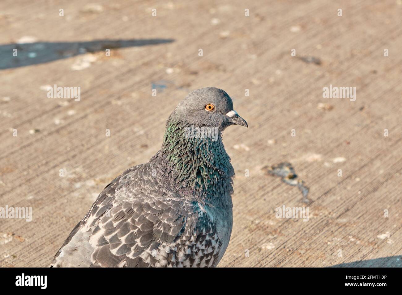 Graue Federn und bunte (grüne und violette) Federn an ihren Hälsen. Stehen auf Betonboden in istanbul, türkei und seinen prächtigen orangefarbenen Augen Stockfoto