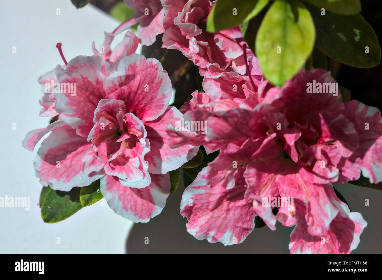 Rosafarbene Azaleen in Blüte auf weißem Hintergrund Stockfoto