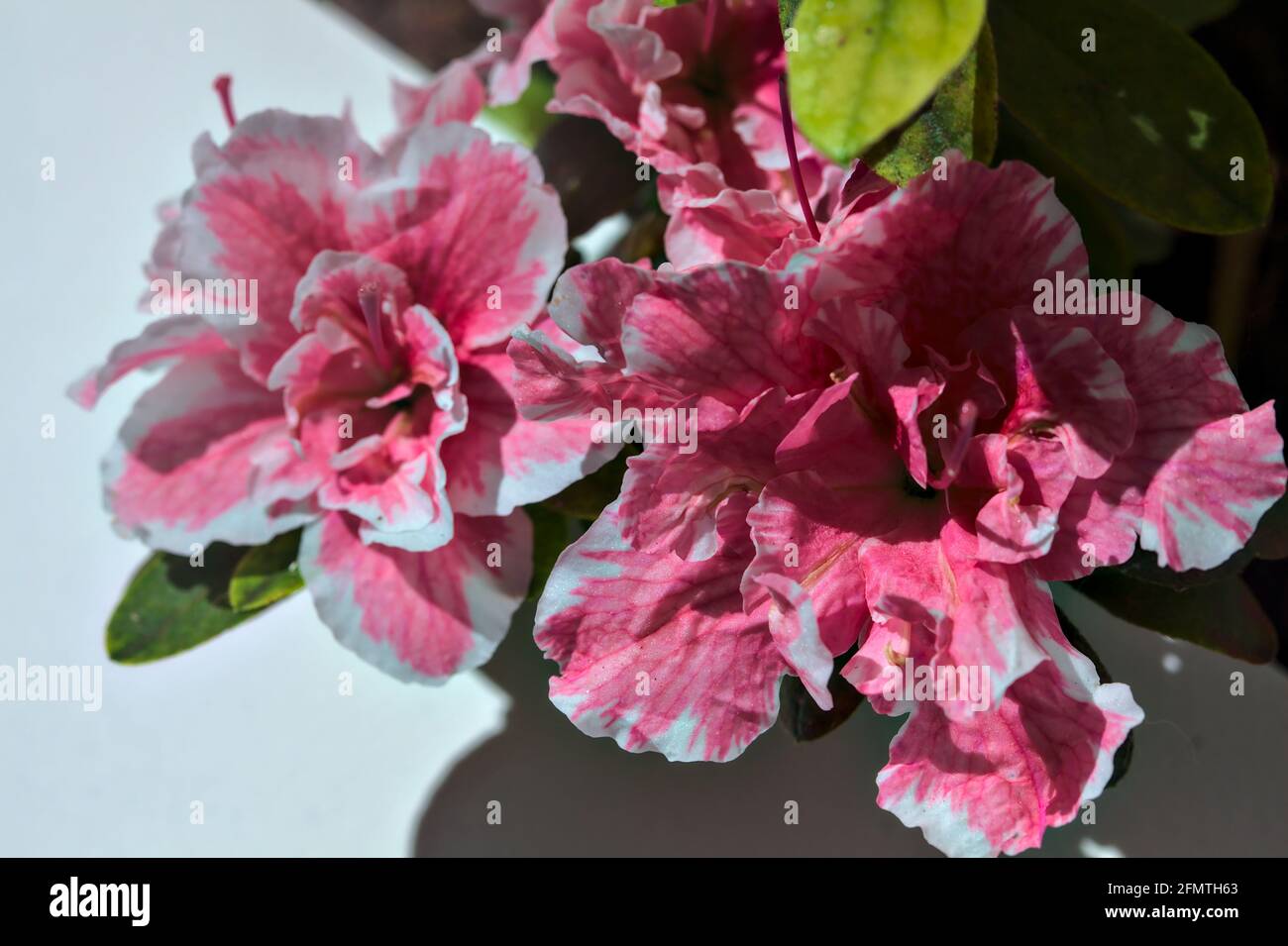 Rosafarbene Azaleen in Blüte auf weißem Hintergrund Stockfoto