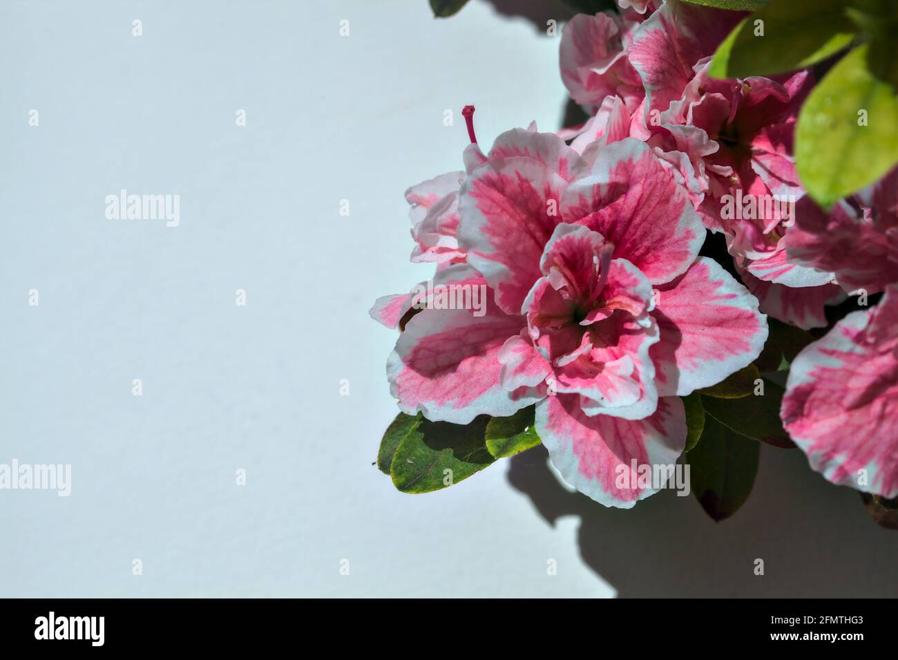 Rosafarbene Azaleen in Blüte auf weißem Hintergrund Stockfoto