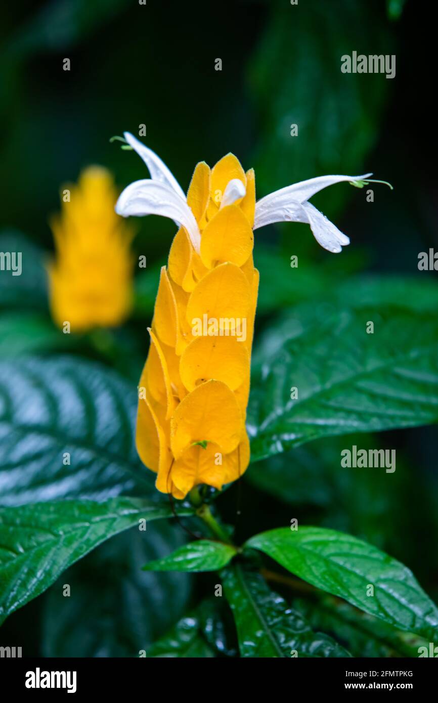 Die Golden Shrimp Plant, bekannt als Pachystachys lutea, Lollipop-Pflanze in Costa Rica Stockfoto