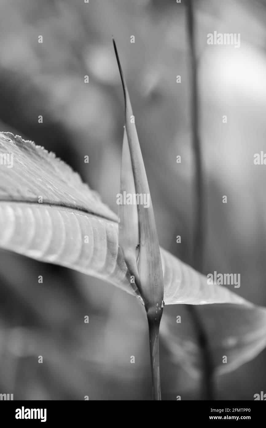 Ostern Heliocona (Heliconia Wagneriana) auffällige, tropische Blumen mit schönen, leuchtend bunten, blühenden Brakten Stockfoto