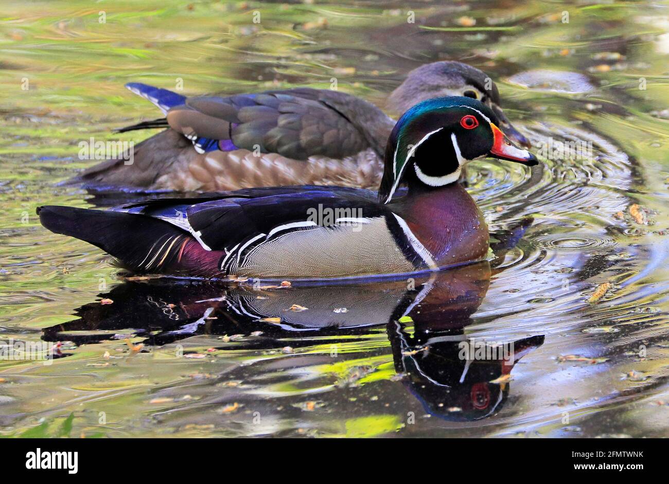 Bunte Holzente und ihre Reflexion auf dem See, Quebec, Kanada Stockfoto