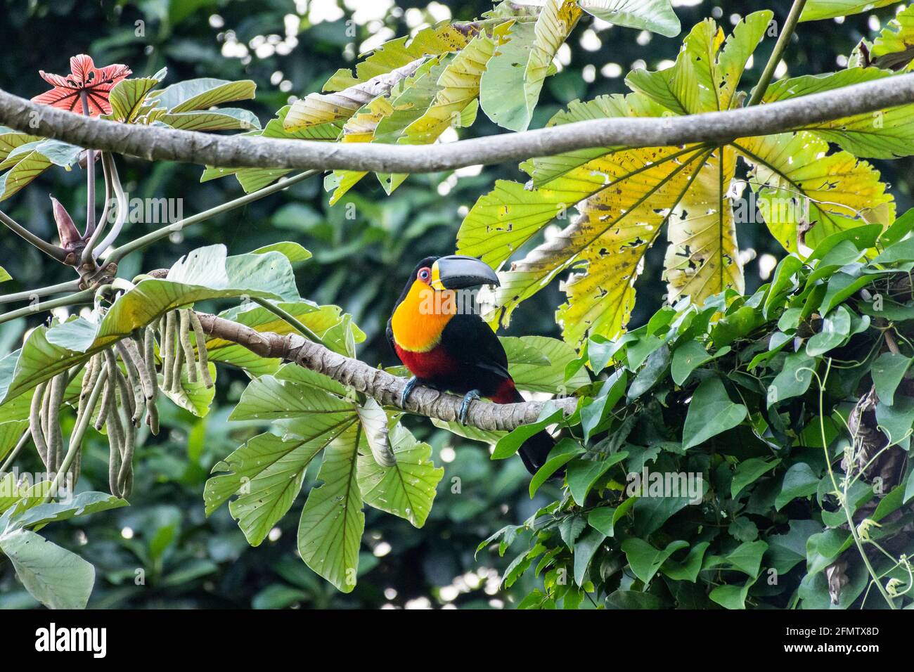 Schöner Blick auf Tukan Vogel auf Embauba Baum auf grün Regenwald Stockfoto