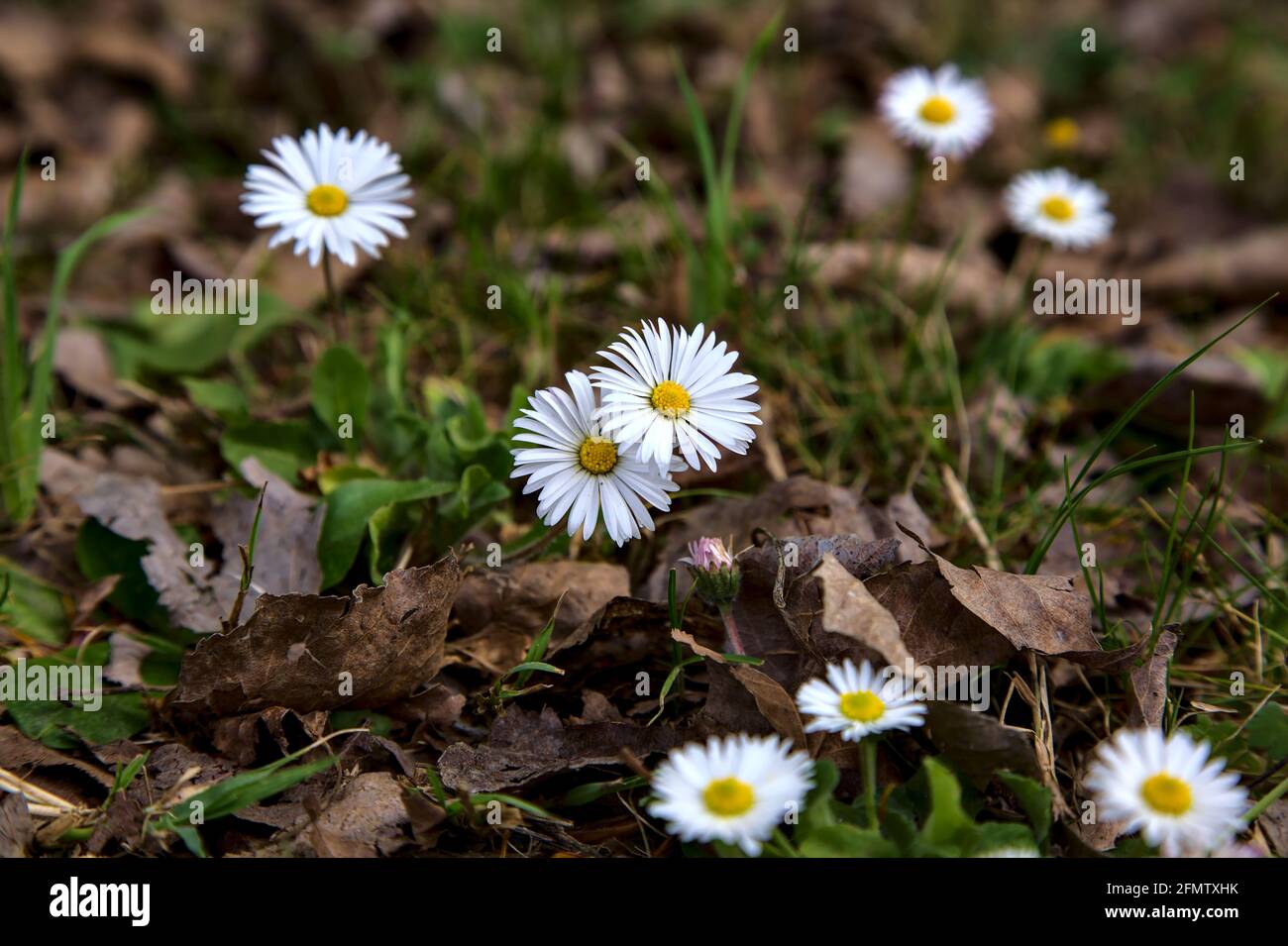 Gänseblümchen mit verwelkten Blättern Stockfoto