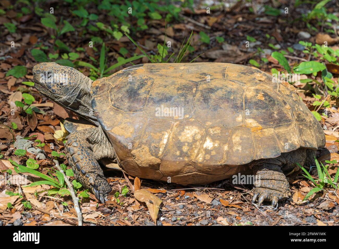 Gopher-Schildkröte (Gopherus polyphemus) - Brooksville, Florida, USA Stockfoto
