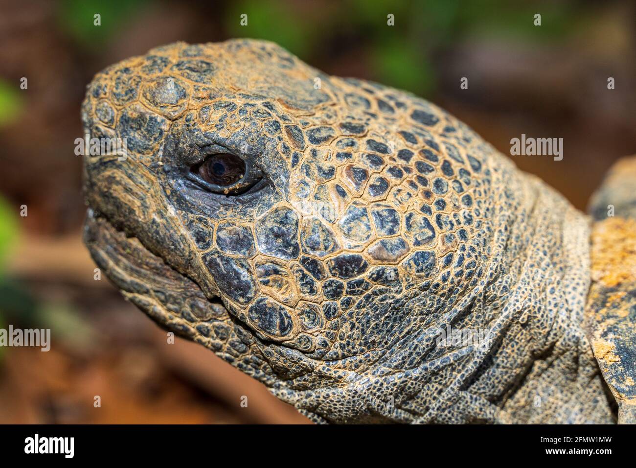 Gopherschildkröte (Gopherus polyphemus) Nahaufnahme des Kopfes - Brooksville, Florida, USA Stockfoto