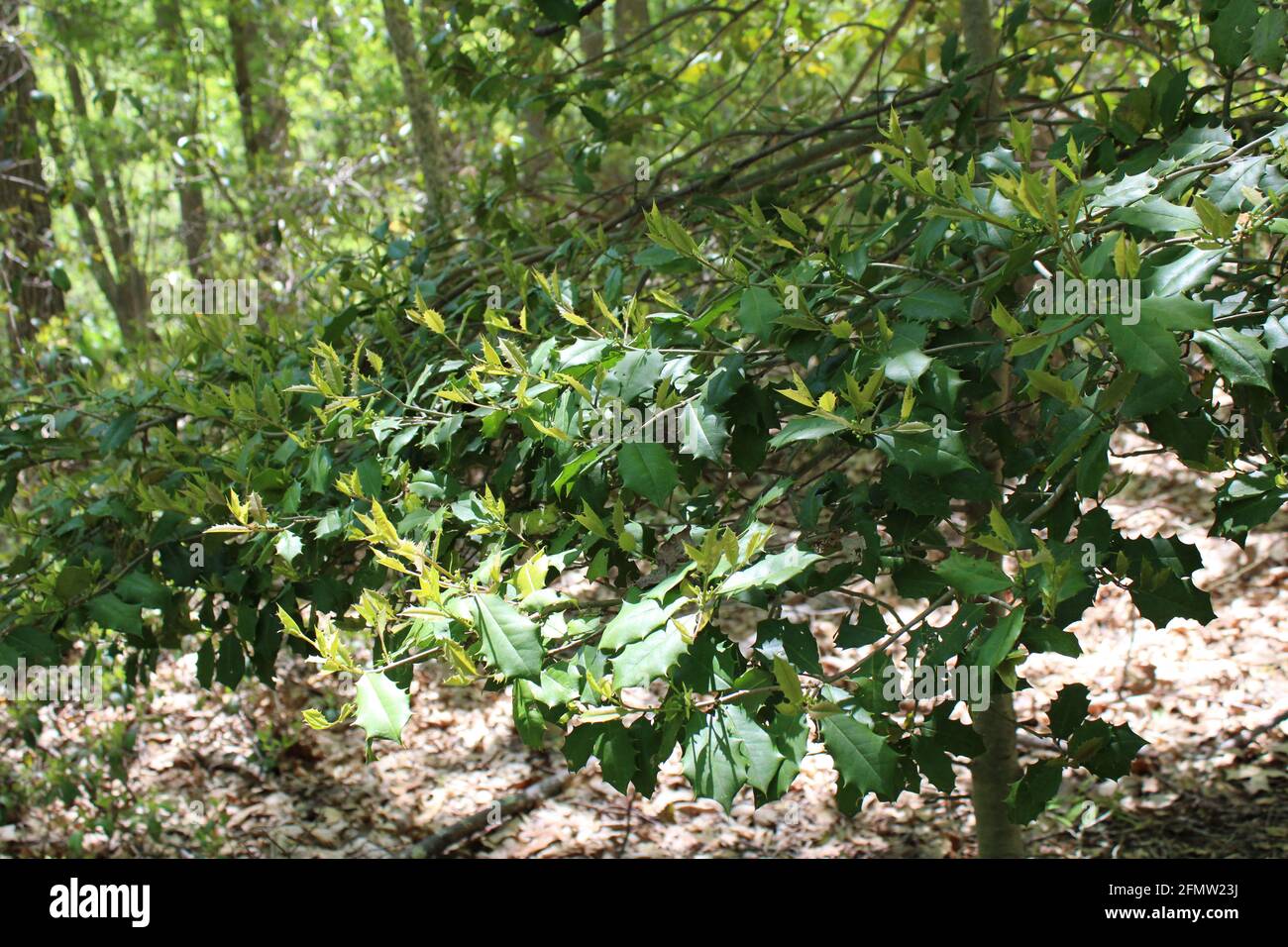 New Leaf Growth auf einem Wild American Holly im Frühling Stockfoto
