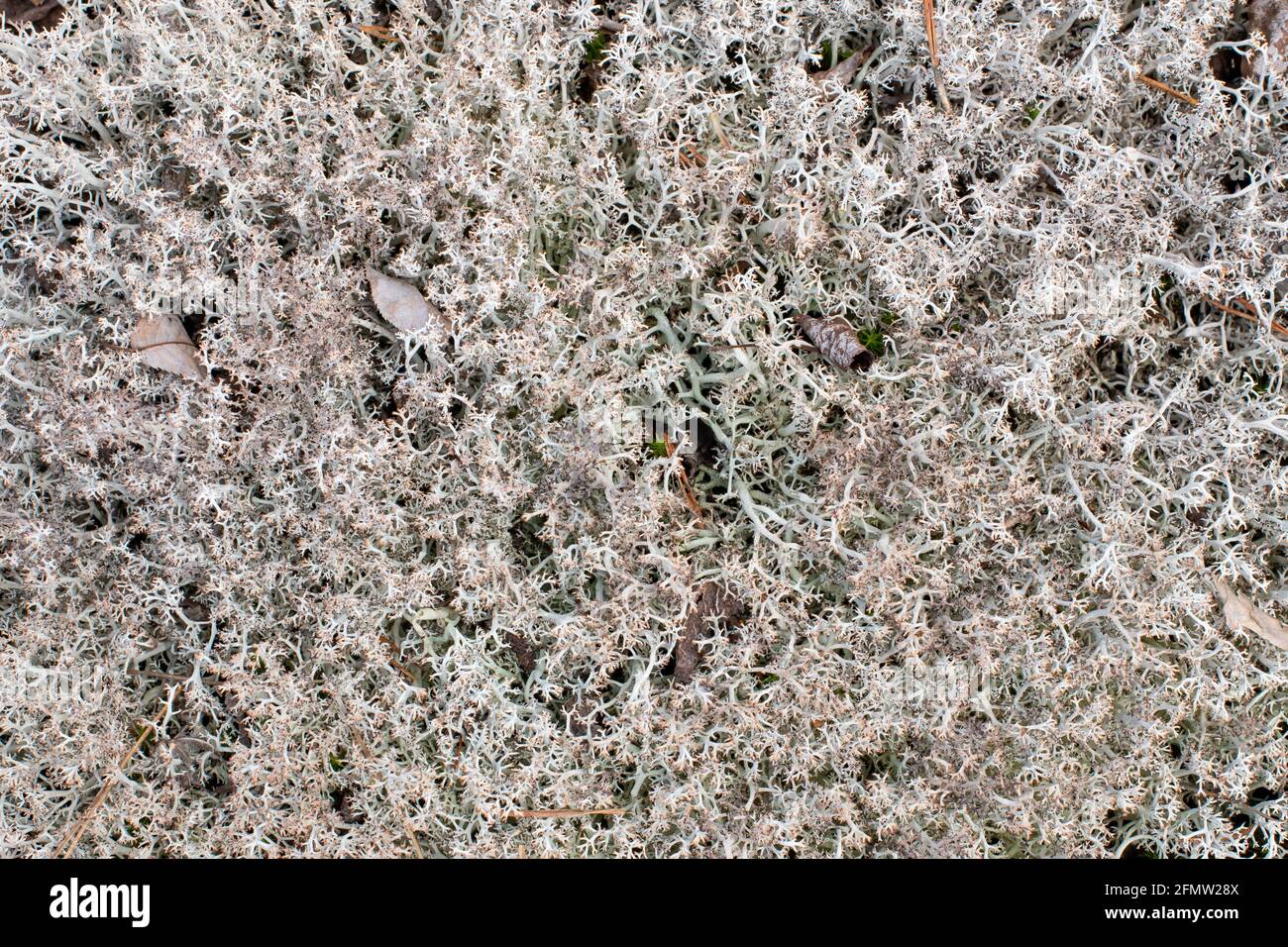 Rentierflechte, Cladonia rangiferina, wächst in einem immergrünen Hain in den Adirondack Mountains, NY USA Stockfoto