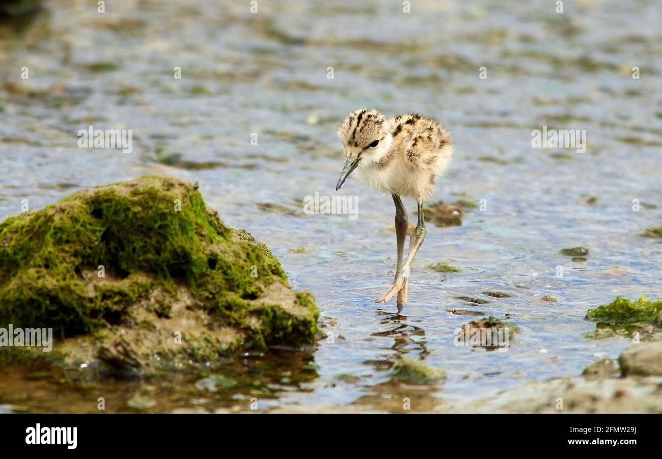 Pied Stilt Küken auf der Suche nach Nahrung in einem Bach weiter Wattmeer an der Küste Stockfoto