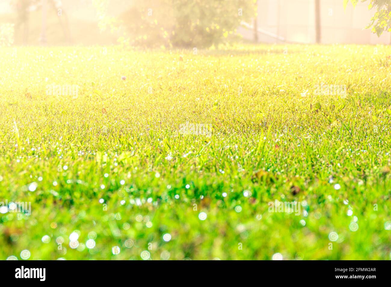 Morgendlicher, tau bedeckter Rasen vor dem Hintergrund der niedrigen Morgensonne, selektiver Fokus Stockfoto