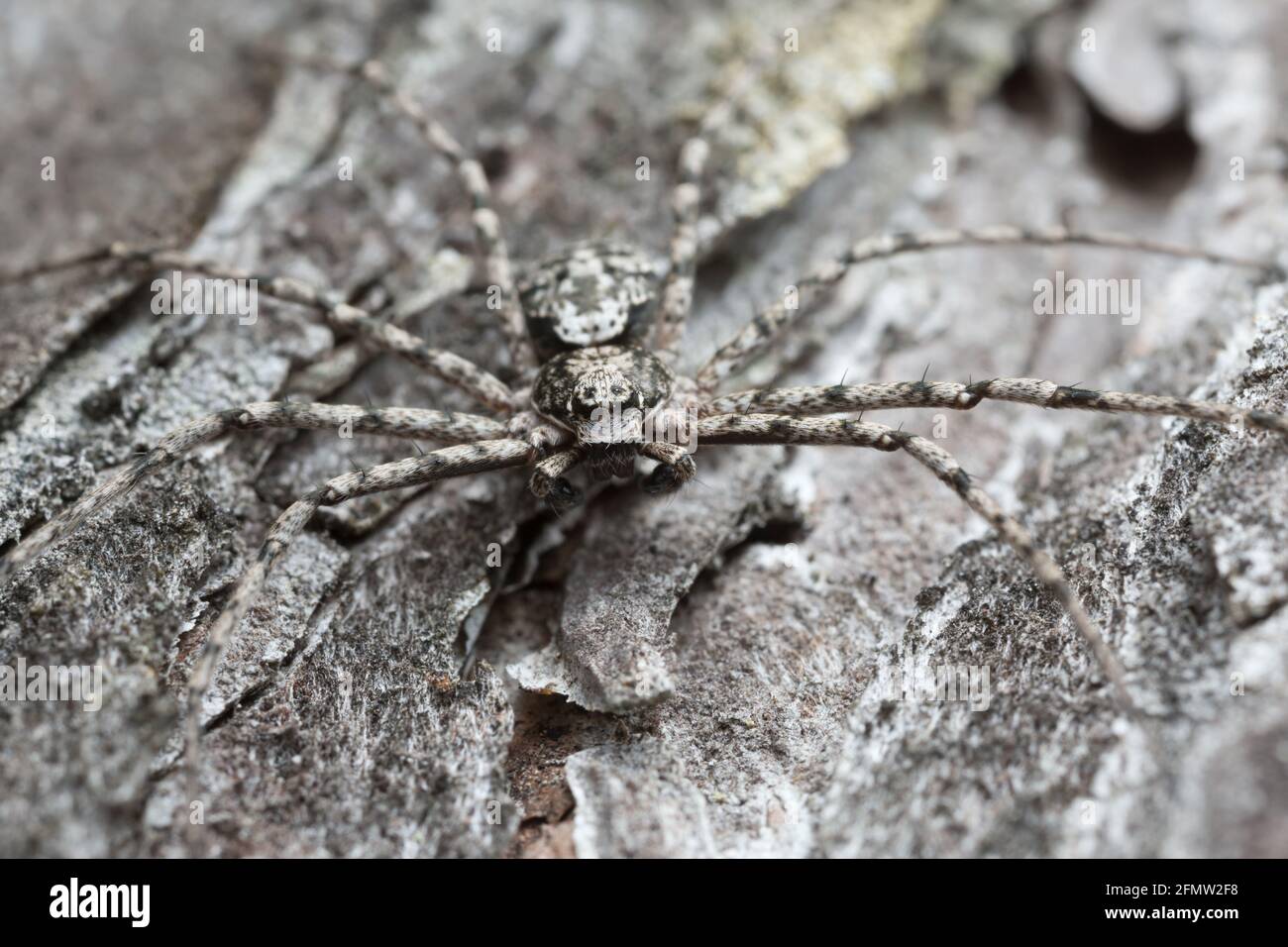 Männliche Philodromidkrabbenspinne, Philodromus margaritatus getarnt auf verbrannter Pinienrinde Stockfoto